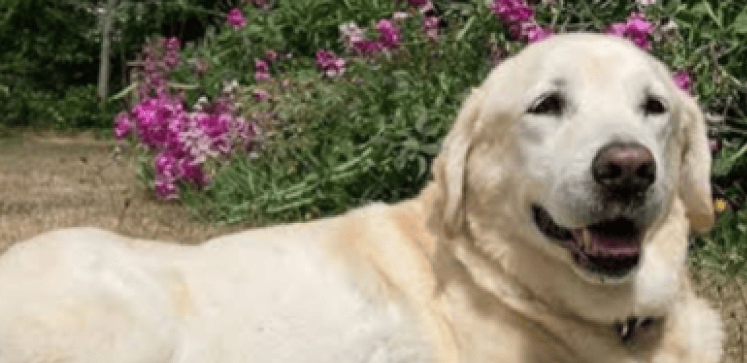 labrador