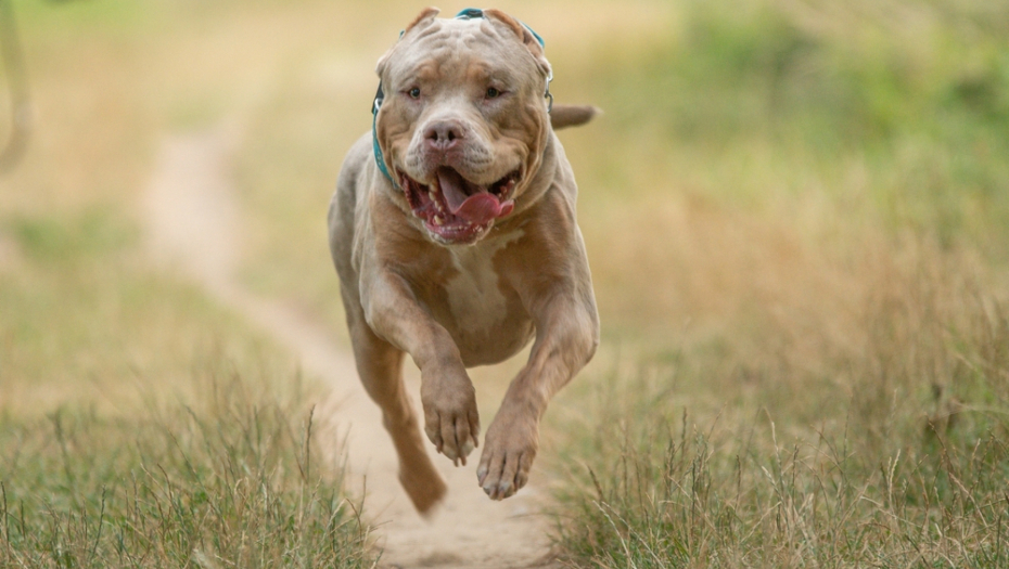 buldog