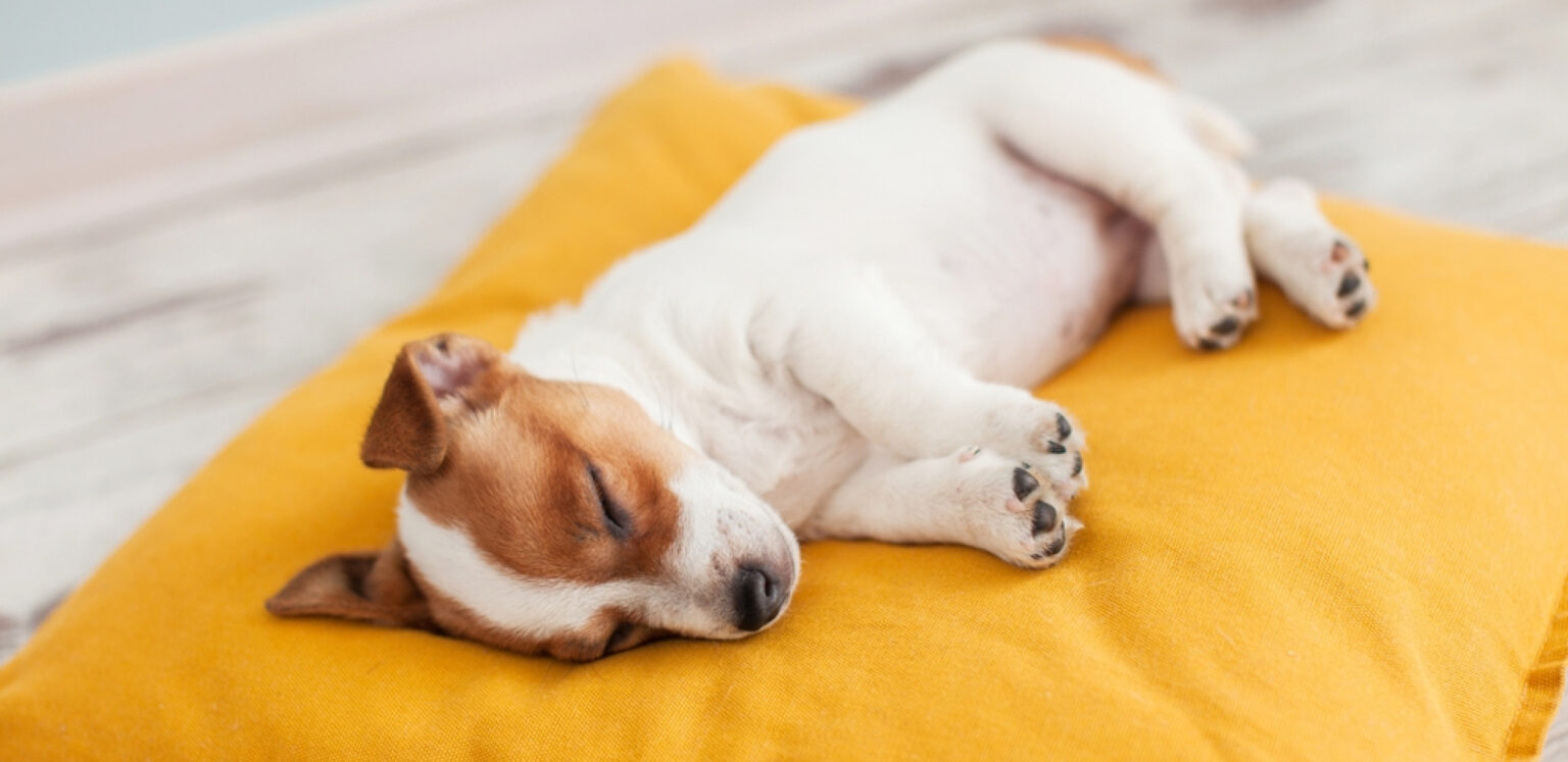 Foto: Shutterstock