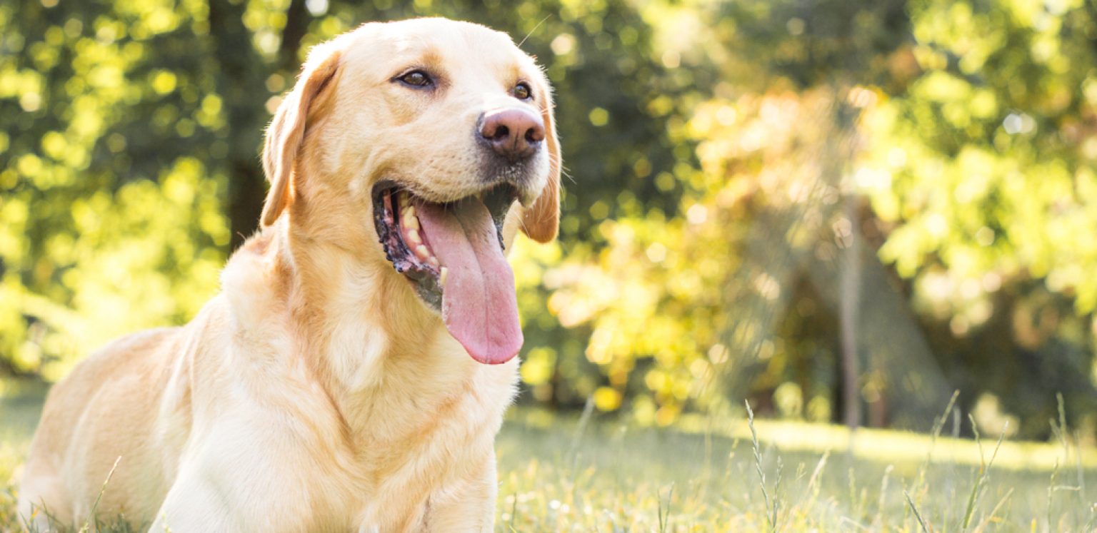 labrador