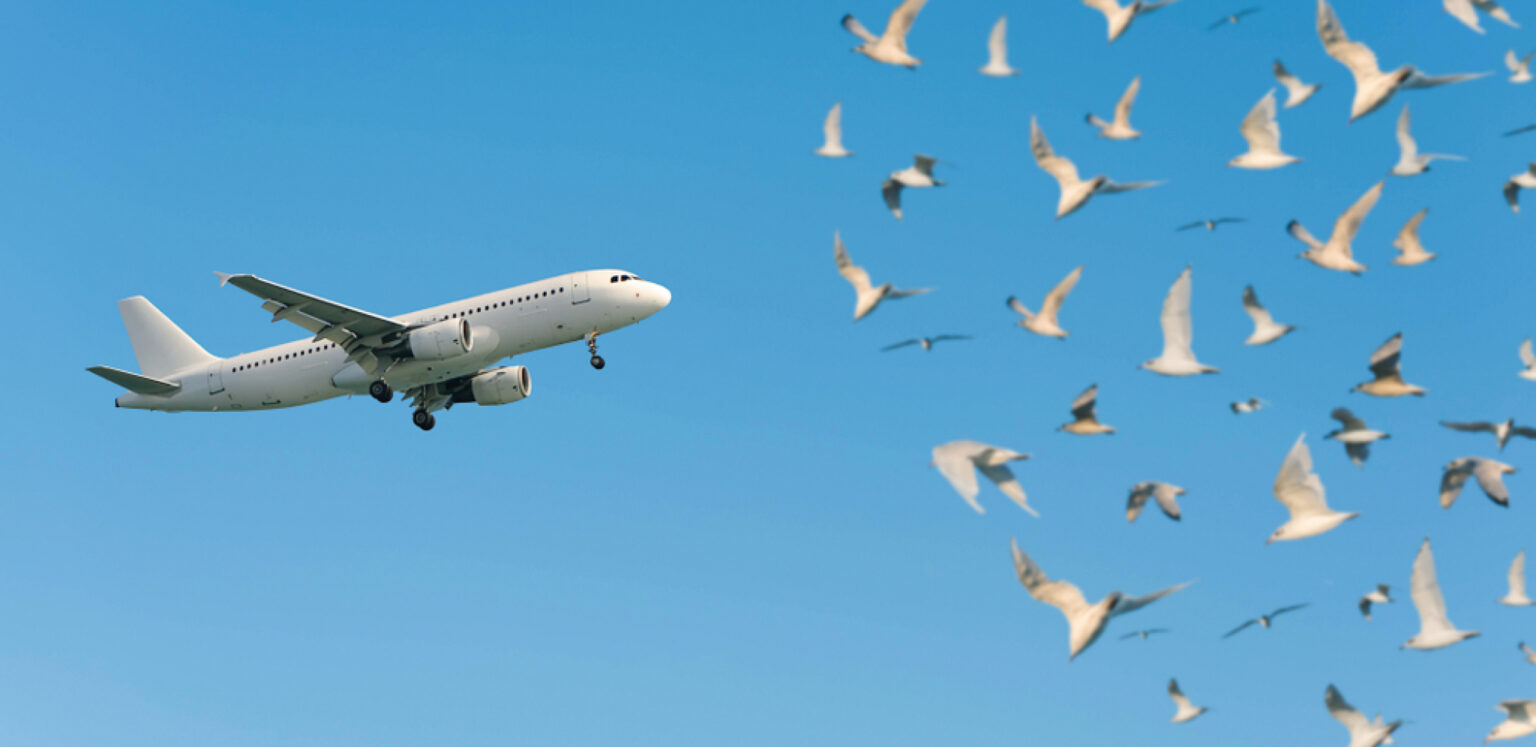 avion