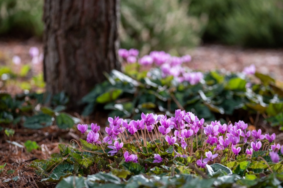 Cyclamen