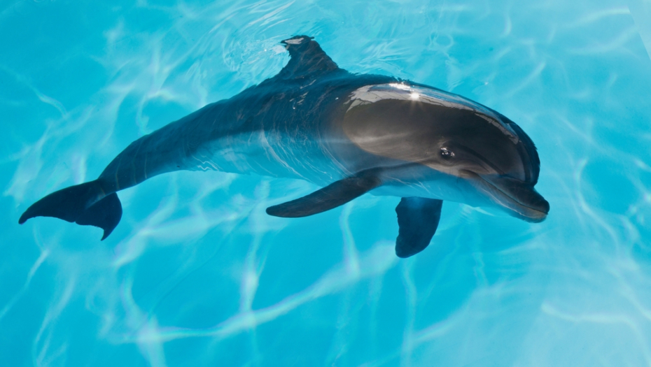 delfin