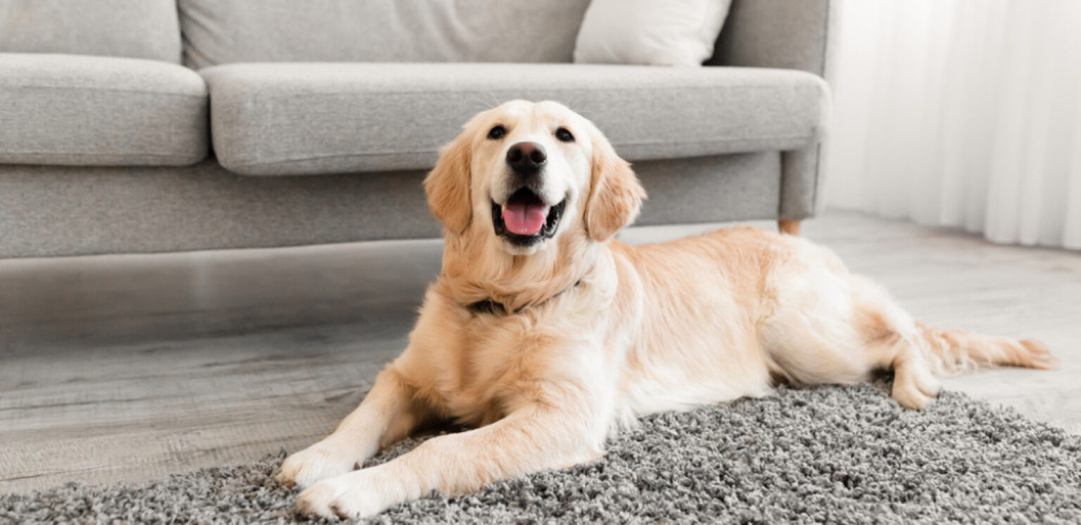 Foto: Shutterstock