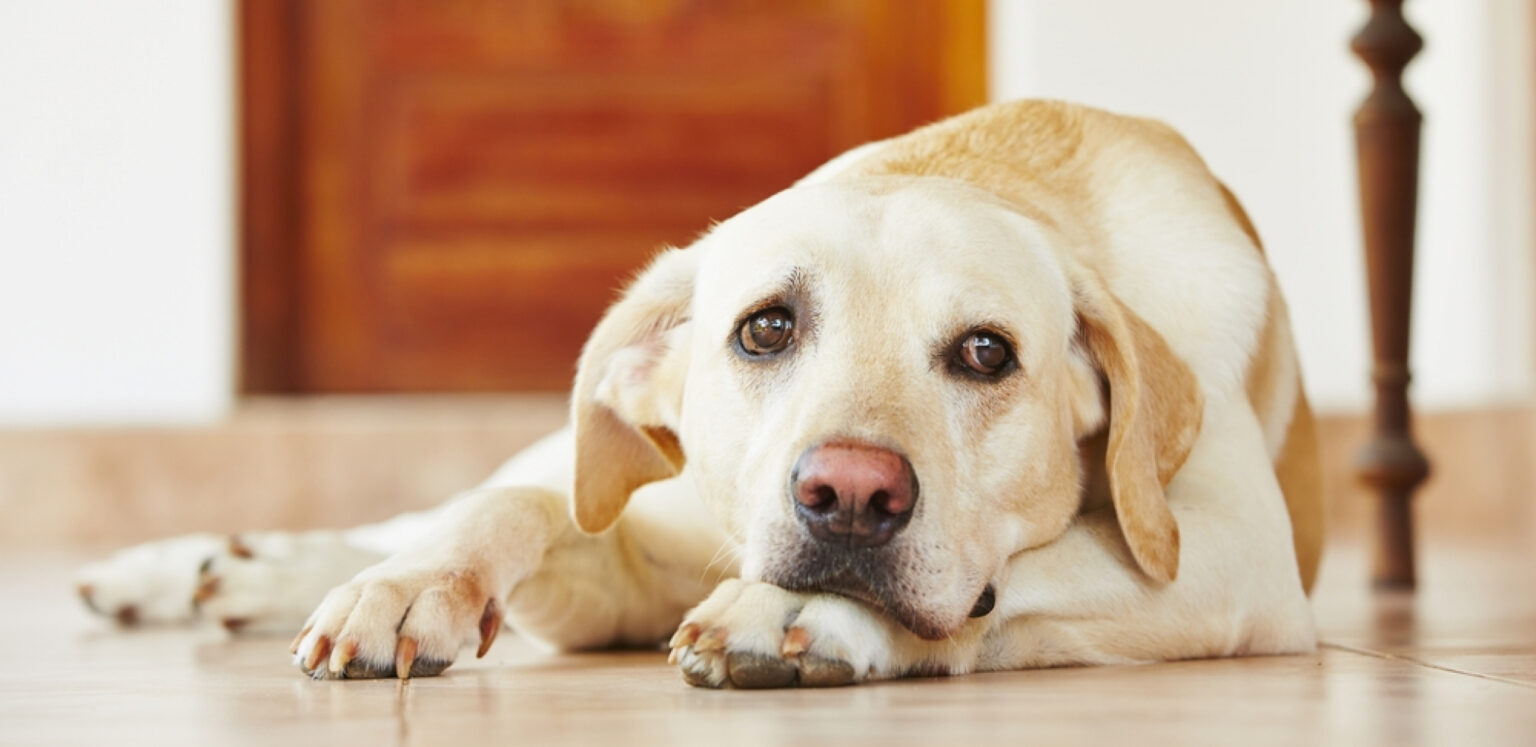 labrador