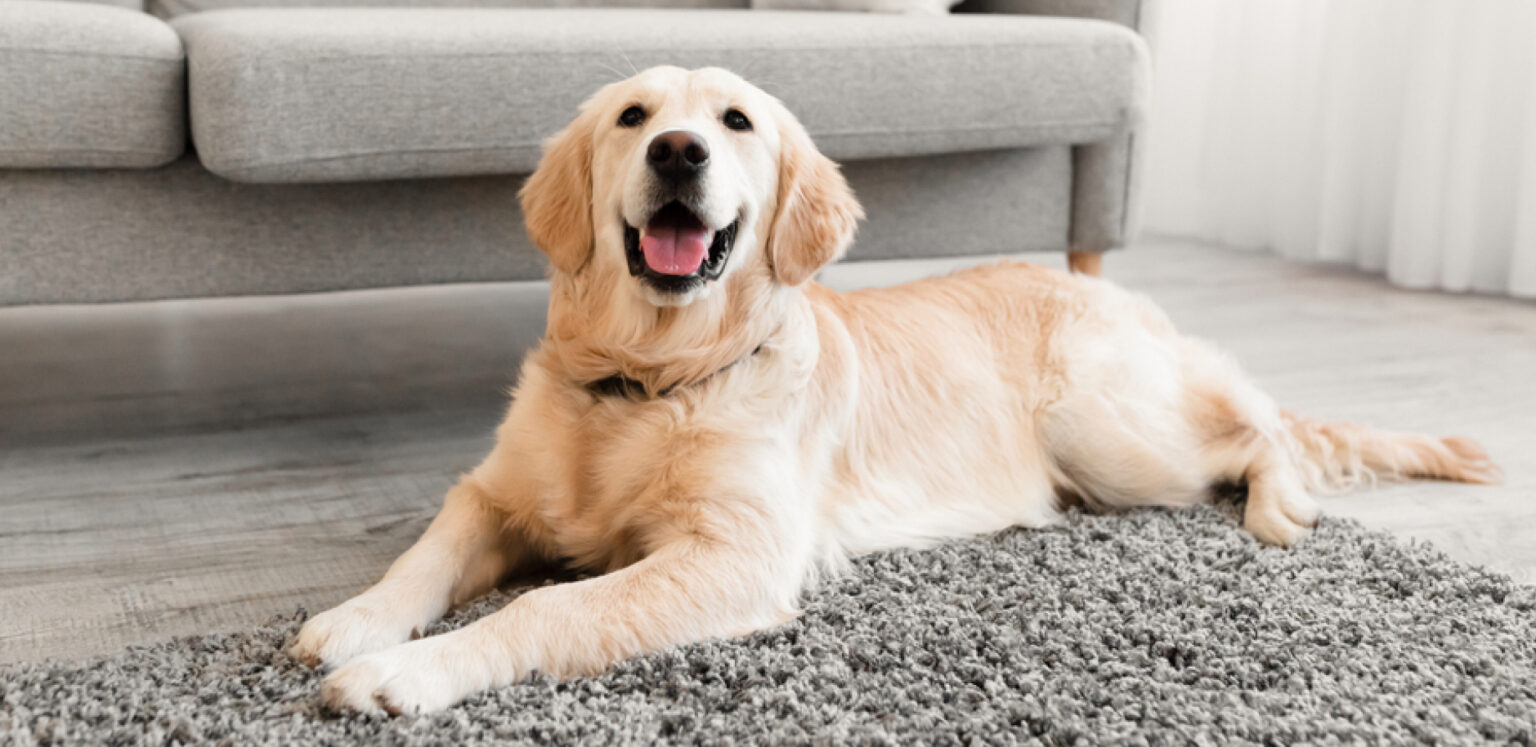 labrador