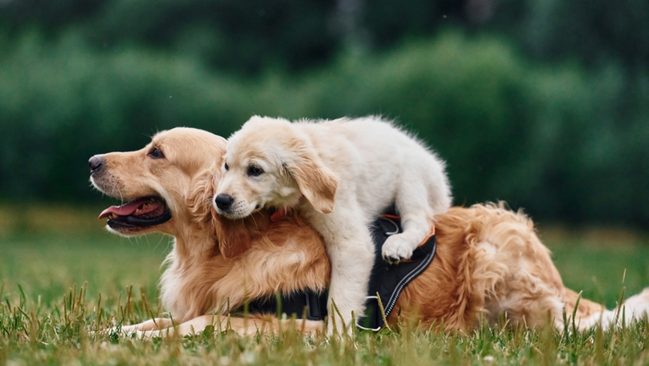 retriver