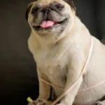 ALARM ZA VLASNIKE: Ako ovako hranite psa - uništavate mu zdravlje!