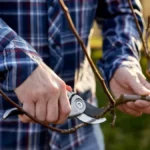 Antonela unajmila baštovana, pa zažalila - platila 400 evra za dva sata rada