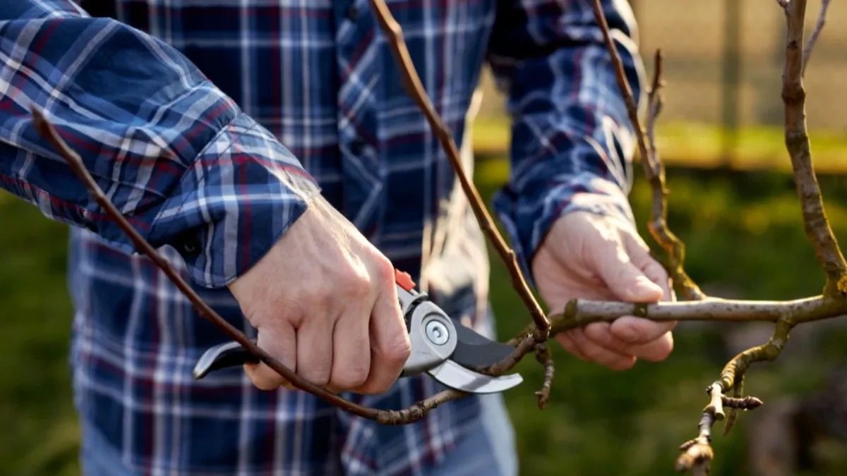 Antonela unajmila baštovana, pa zažalila - platila 400 evra za dva sata rada