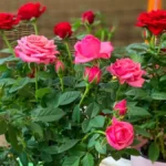 Bujaju kao iz vode i ne razboljevaju se: Ako ovo uradite ujutru do 11 sati, ruže će cvetati kao lude: