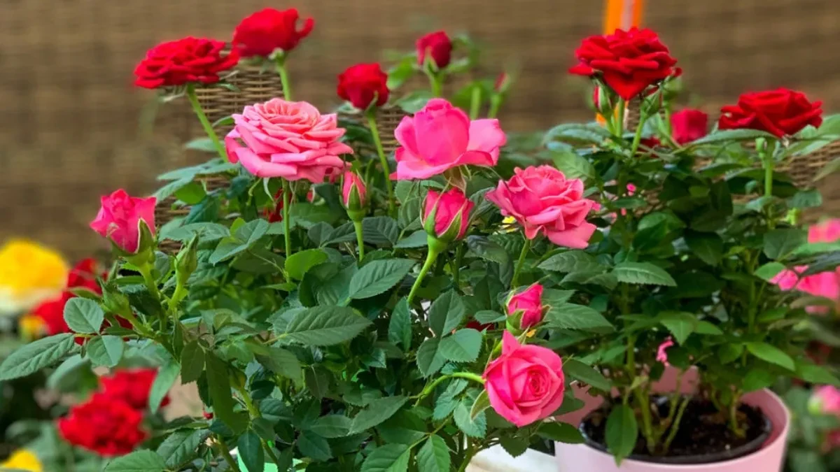 Bujaju kao iz vode i ne razboljevaju se: Ako ovo uradite ujutru do 11 sati, ruže će cvetati kao lude: