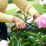 Cvetaju kao ludi mesecima, ali morate ih samo dobro posaditi: Evo šta božur voli, kada im to ispunite, nema potrebe da ga lickate non-stop