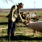 Danas skuplje, sutra jeftinije - na stočnoj pijaci rolerkoster, cene stoke skaču i padaju