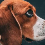 HIT VIDEO Na njegovoj faci se sve vidi, ljudi plaču od smeha - ugledao je vlasnicu sa maskom na licu