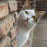 Jednostavan trik koji može produžiti život vašoj mački: Ne košta ništa, a pravi ogromnu razliku