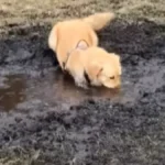 KAD GOD NAĐE BLATO - URONI U NJEGA Retriver koji obožava kaljugu postao je internet hit