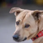 KADA VAM PAS STALNO OKREĆE LEĐA, TO ZNAČI SAMO JEDNO Vlasnici, ne zanemarujte ovo ponašanje