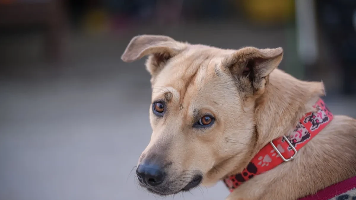 KADA VAM PAS STALNO OKREĆE LEĐA, TO ZNAČI SAMO JEDNO Vlasnici, ne zanemarujte ovo ponašanje