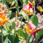 Lale ne cvetaju kako treba? Evo šta ih uništava