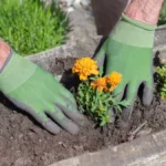 Lekovita biljka koja se lako gaji i može da donese hiljade dinara po aru