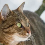 MAČAK UGLEDAO PTICU NA GRANI, PA DOBIO SLOM ŽIVACA Neobična reakcija nasmejala ljude - ovo još niste videli