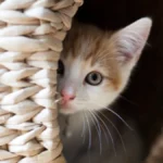 MAČKA VAM NESTANE ČIM DOĐU GOSTI? Veterinar upozorava: Ovo je ozbiljan znak koji većina ignoriše