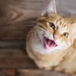 MAČKE OBOŽAVAJU ČETKANJE VLAŽNOM ČETKICOM ZA ZUBE Ganuće vas kad čujete zbog čega