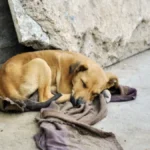 MANJAK SNA IM MOŽE NAŠKODITI Evo koliko vaš pas treba da spava u toku dana