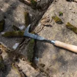 Mahovina vam je okupirala dvorište? Evo kako da je zauvek uklonite bez skupih sredstava