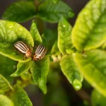 Momentalno beže od vaše bašte, ovaj miris ih odbija: Kako se rešiti dosadne krompirove zlatice?