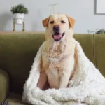 NAVIKE KOJE ĆE VAŠEG PSA UČINITI SREĆNIM Male stvari koje vama deluju beznačajno, a njima su sve