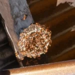 Ne igrajte se glavom: Evo šta treba uraditi ako vas ujede stršljen, kako bi spasili život i kad pomaže sok od