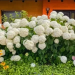 Ne uspevaju svuda, traže specijalno mesto, e onda rastu kao lude: Evo šta vole hortenzije, pa ako hoćete da cvetaju, uradite ovo