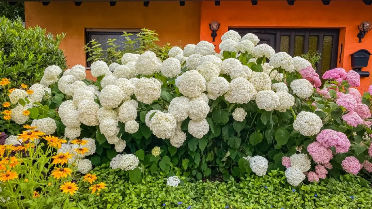 Ne uspevaju svuda, traže specijalno mesto, e onda rastu kao lude: Evo šta vole hortenzije, pa ako hoćete da cvetaju, uradite ovo