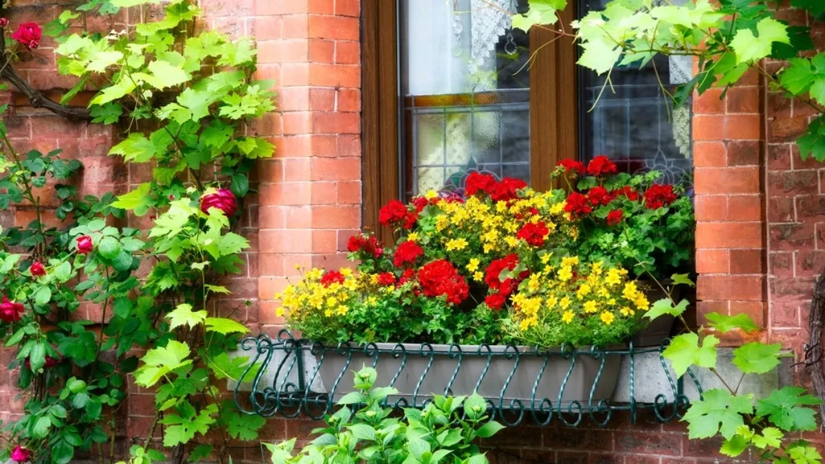 Ne žurite s muškatlama: Ako ih prerano iznesete, jadno će cvetati, evo kada je pravi trenutak