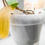 Nije ni čudo što uvenu, kada prvo što uradite sa njima je to što ne treba: 5 grešaka zbog kojih vam se orhideje suše