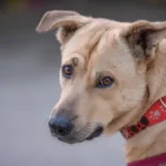 Nikakve hemikalije koje mogu biti i opasne, samo ovo: Kako oterati krpelje od pasa, beže od ovoga kao vampiri od belog luka