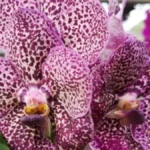 ORHIDEJA KOJA IZGLEDA KAO MILION DOLARA: Raste do metar, ne treba joj zemlja