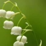 OVE BILJKE MOGU BITI SMRTONOSNE Mnogi ih sade a NEMAJU POJMA da su OTROVNE i jako opasne!