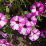 Od ovoga niču paprike i pardajz kao ludi, a petunije ga tek obožvaju: Zbog 1 sastojka iz kuhinje bujaju kao iz vode, sve cvet do cveta