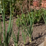 Od ovoga nikne do kolena, a ne bi vam palo na pamet da ga ovim zalijete: Mladi luk ovo obožava, od prirodnog đubriva raste kao lud