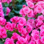 Ovo cveće privlači ljubav i radost u kuću: Svaka žena treba da ga gaji na terasi