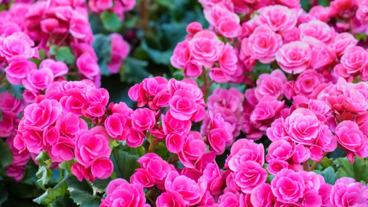 Ovo cveće privlači ljubav i radost u kuću: Svaka žena treba da ga gaji na terasi