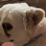 PAS NAPRAVIO HAOS, A IZIGRAVA NEVINAŠCE Vlasnica se uhvatila za glavu, ljudi na mrežama plaču od smeha