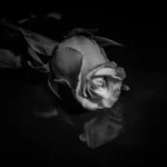 PLAČE CELA PLANETA Umrla legendarna glumica!