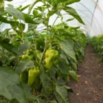 Paprike od ovoga rode kao lude, a dobro je i za paradajz: 1 namirnica iz kuhinje pravi čuda
