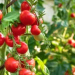 Paradajz će rađati duplo više! Ovu biljku sadite uz njega i štetočine nestaju!