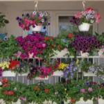 Petunije neće prestajati da cvetaju do oktobra: Za najlepši balkon u kraju - uradite ovo