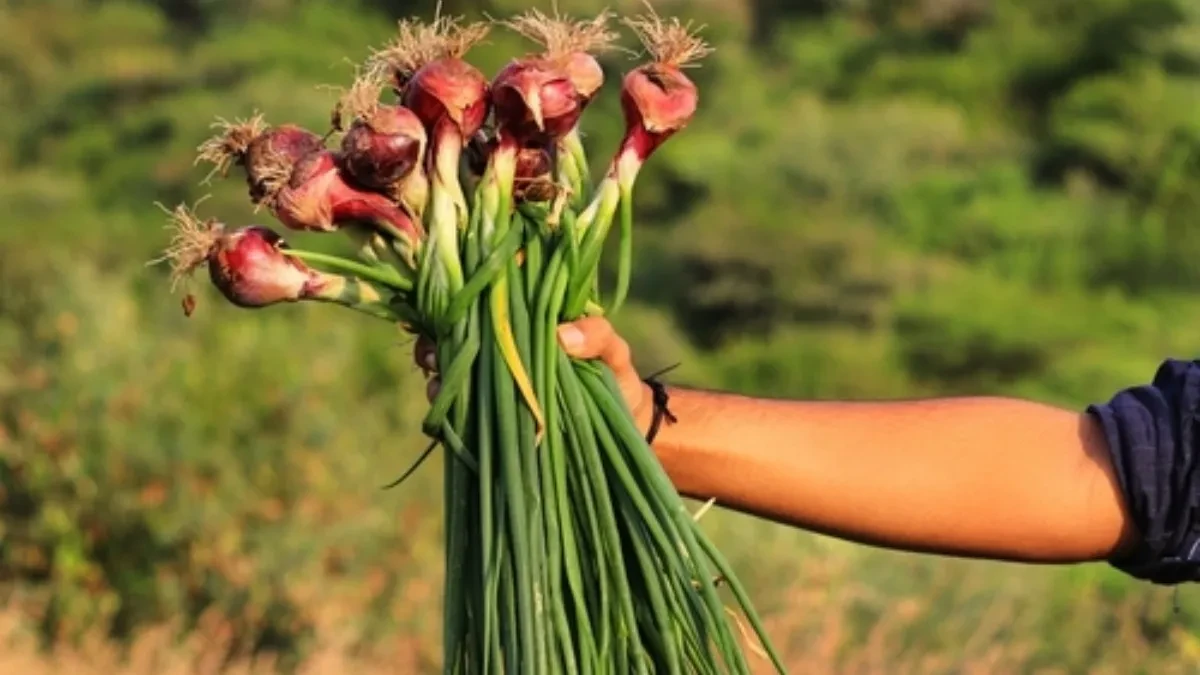 Pokazao dedinu tajnu za gajenje mladog luka: Na maloj površini raste velika količina
